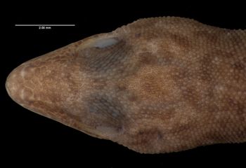 Media type: image;   Herpetology R-57838